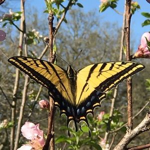 Meet your Posher, Dobie